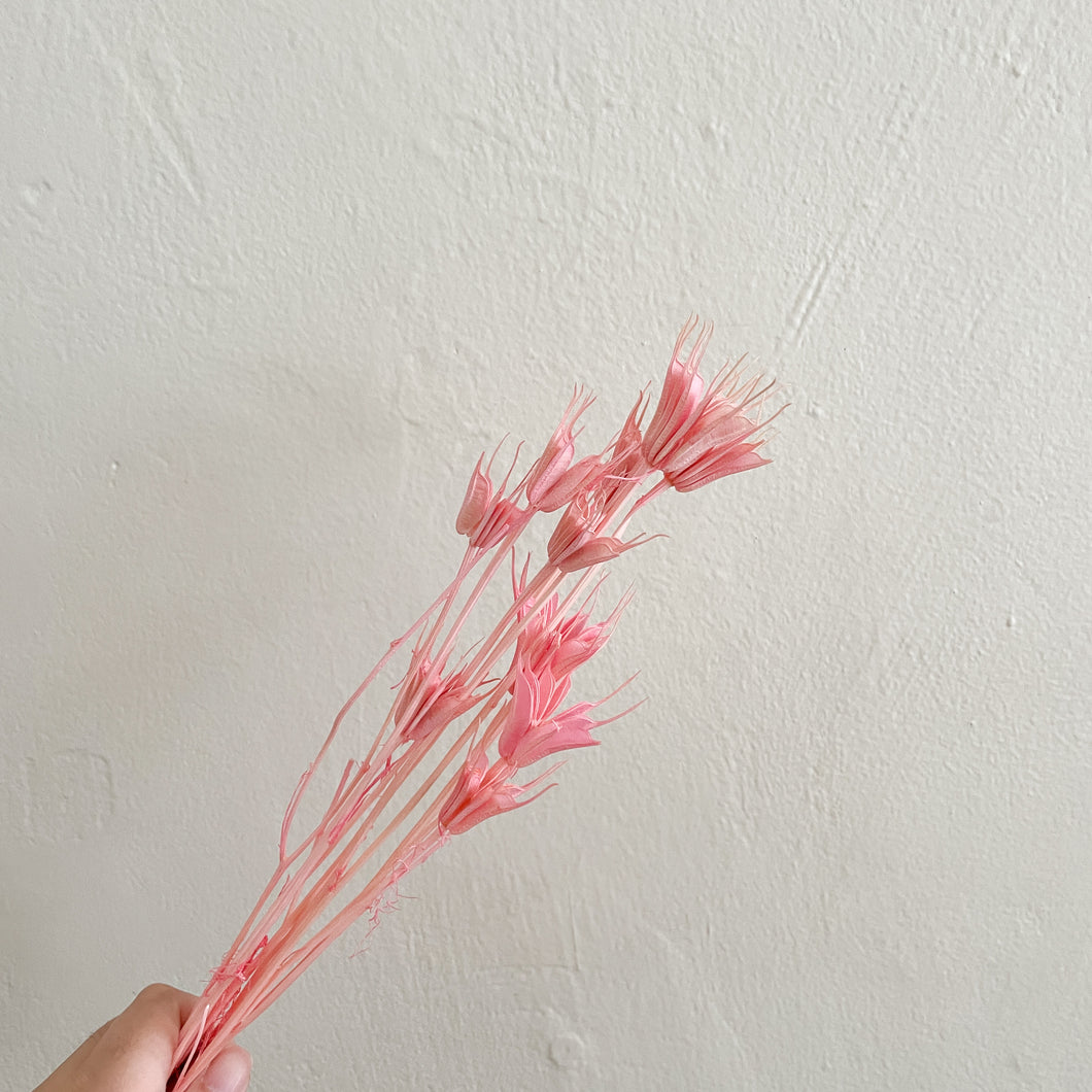 Nigella Flower - Pink