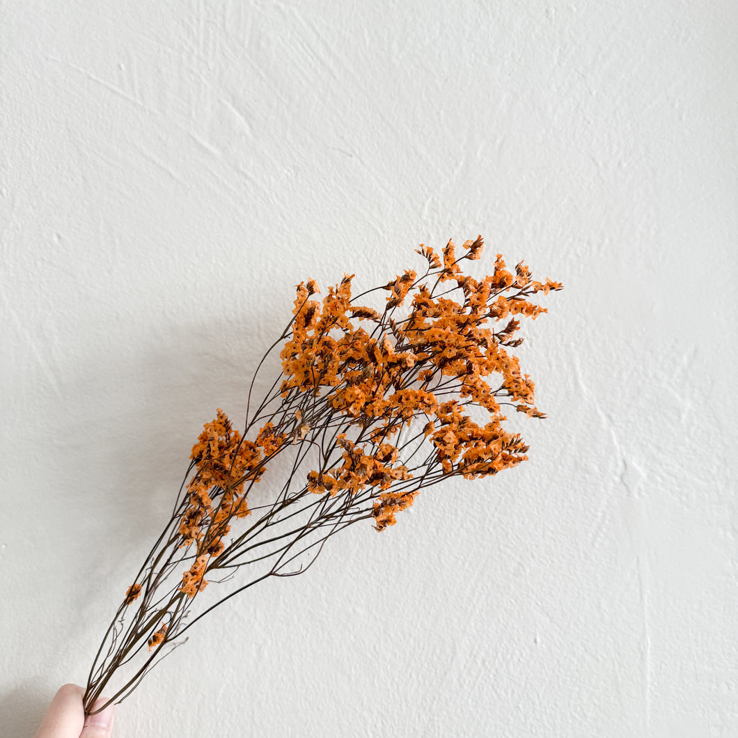 Preserved Caspia - Orange