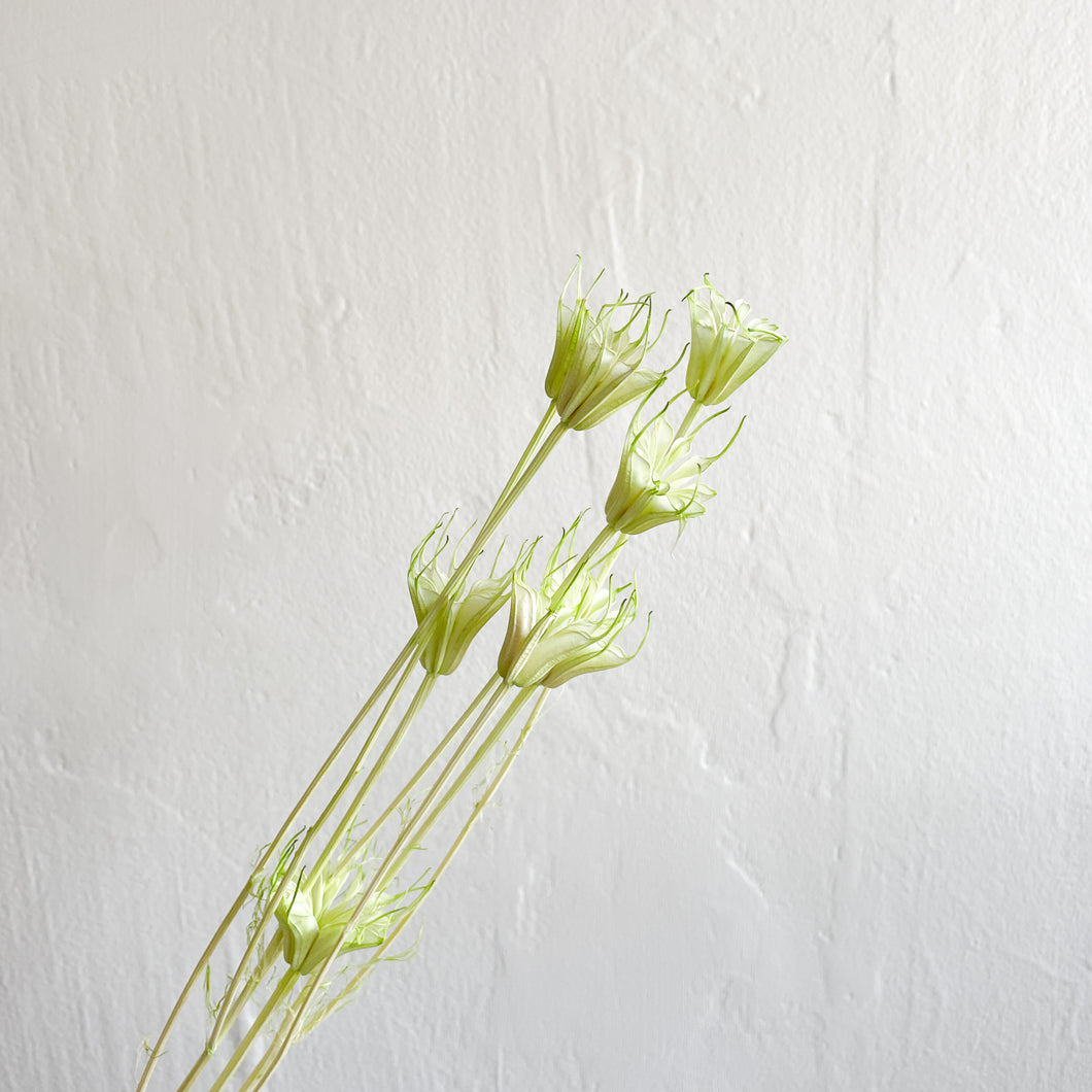 Nigella Flower - Lime