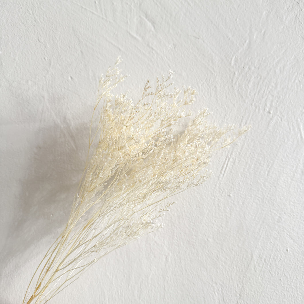 Preserved Limonium - White