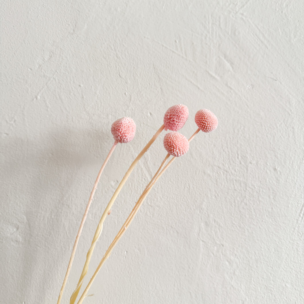 Craspedia - Light Pink