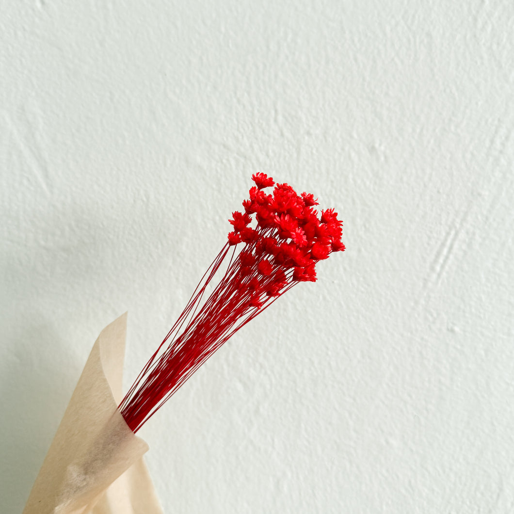 Starflower - Red