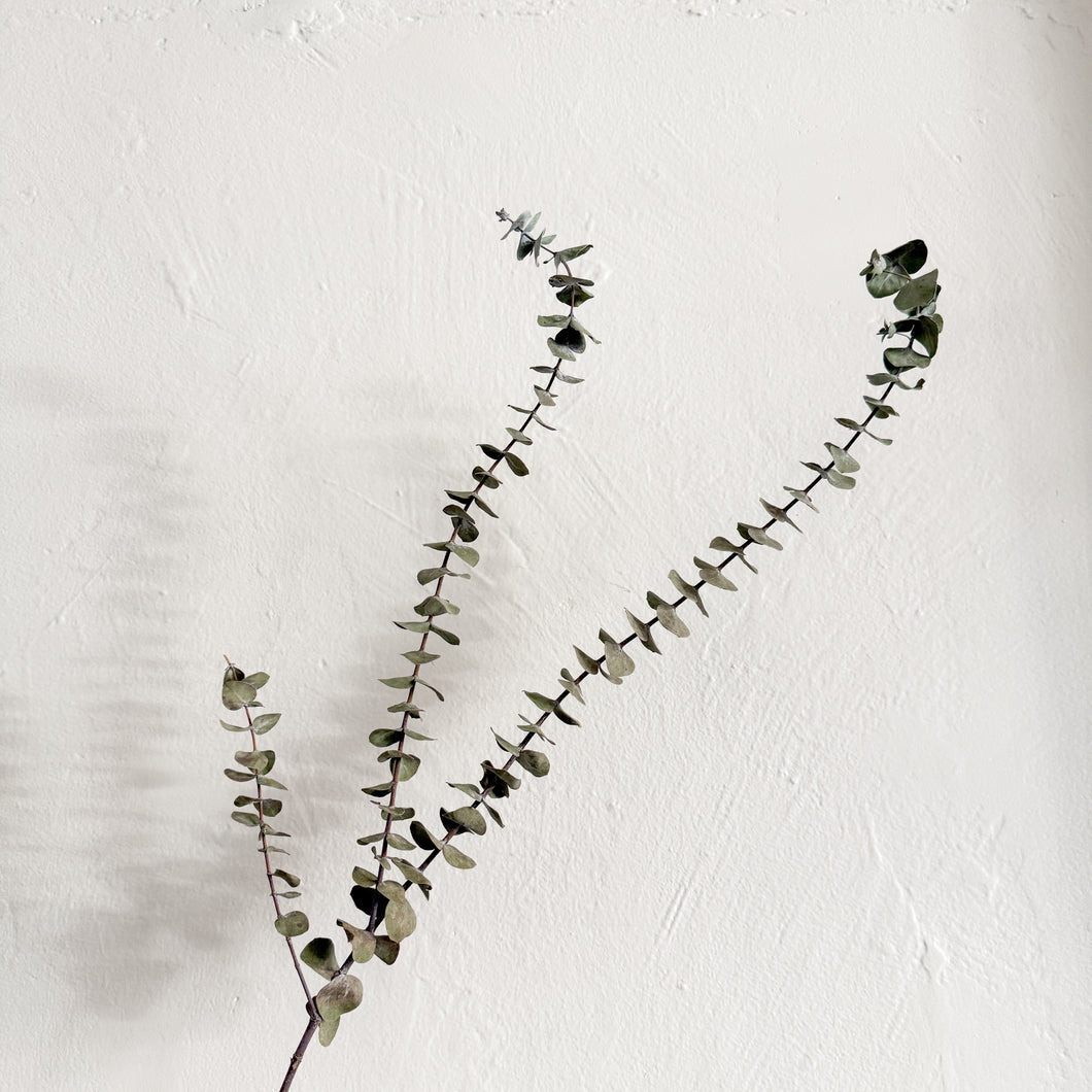 Dried Eucalyptus Stem