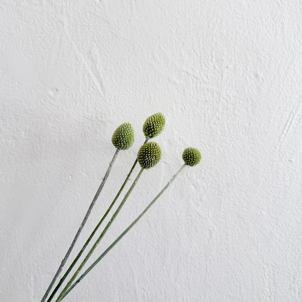 Craspedia - Green