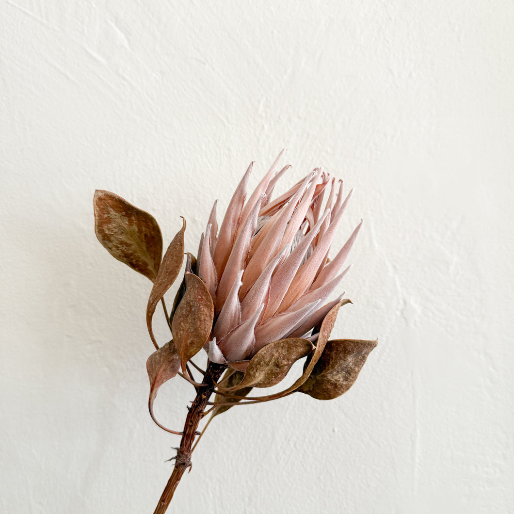 Dried King Protea