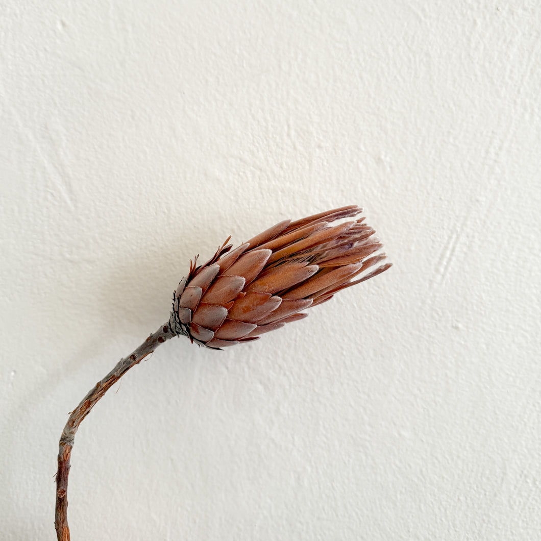 Protea Pink Ice