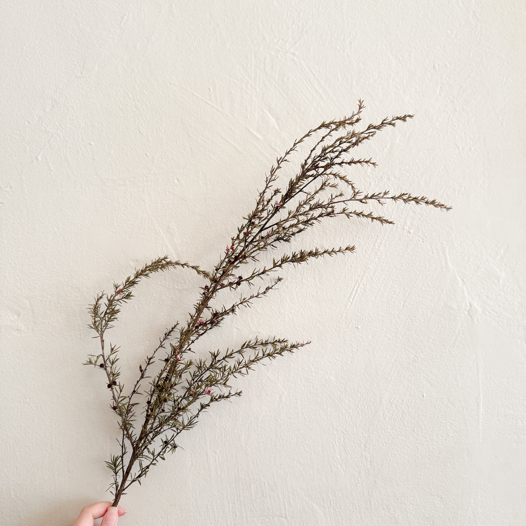 Manuka Stem