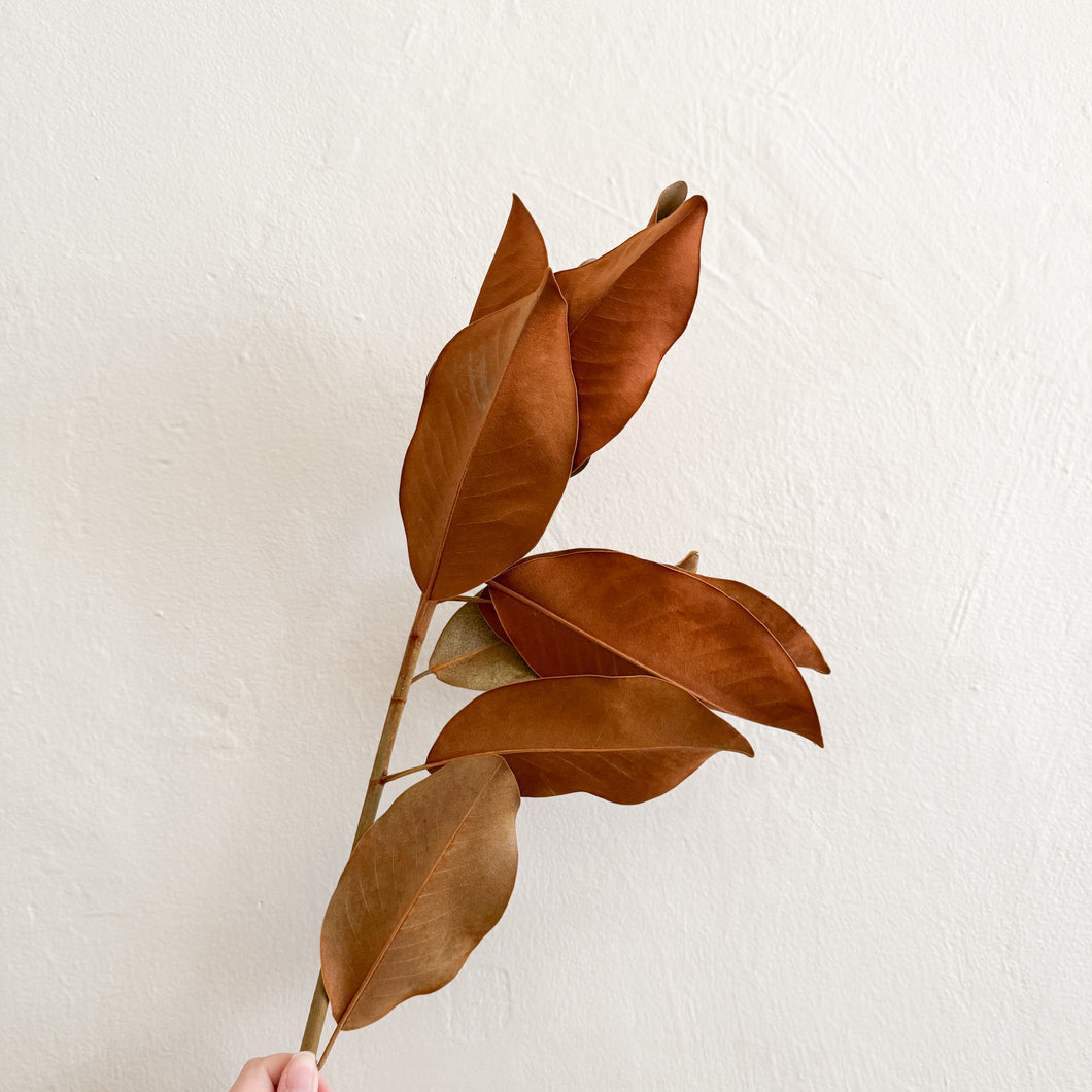 Magnolia Branch