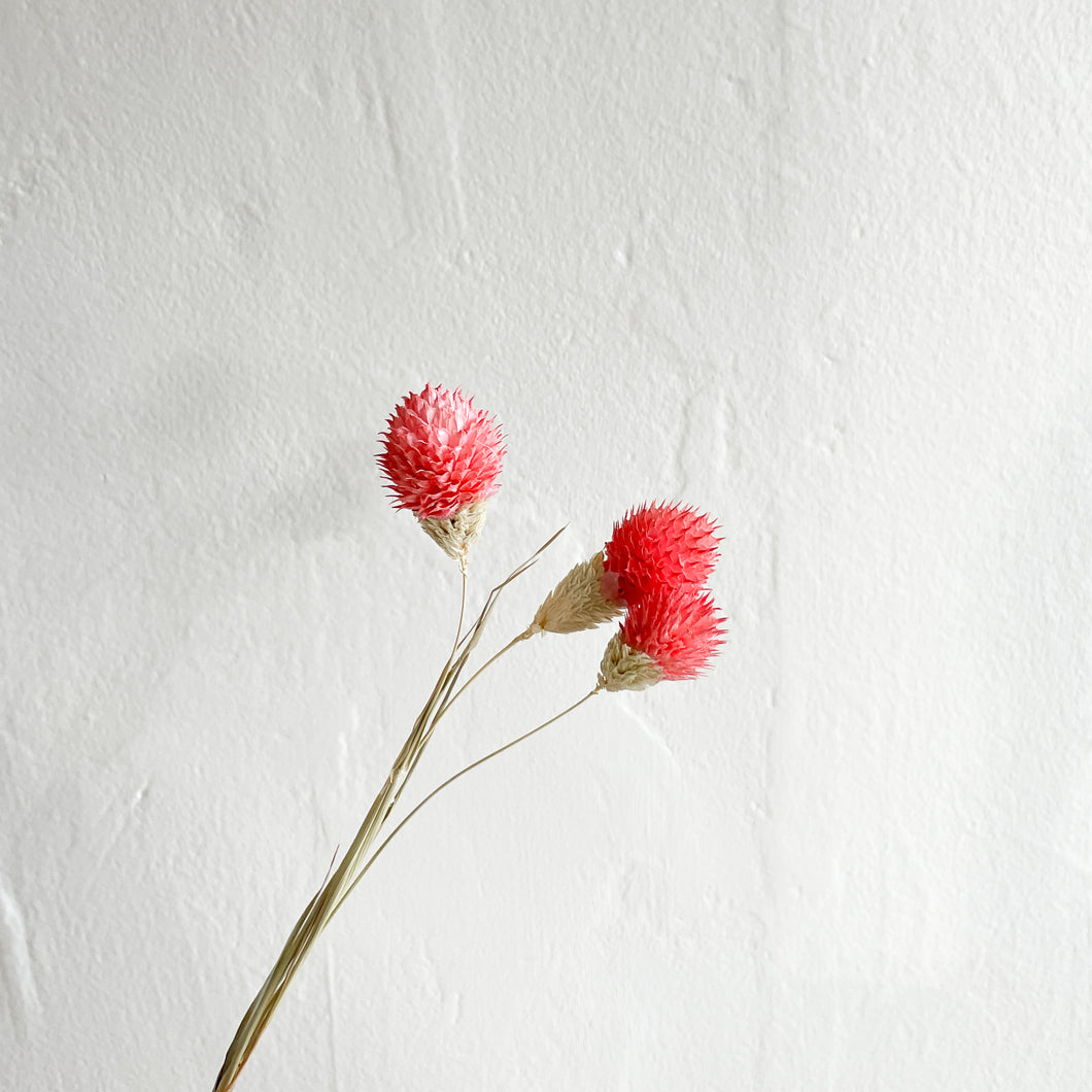 Globe Amaranthus - Coral