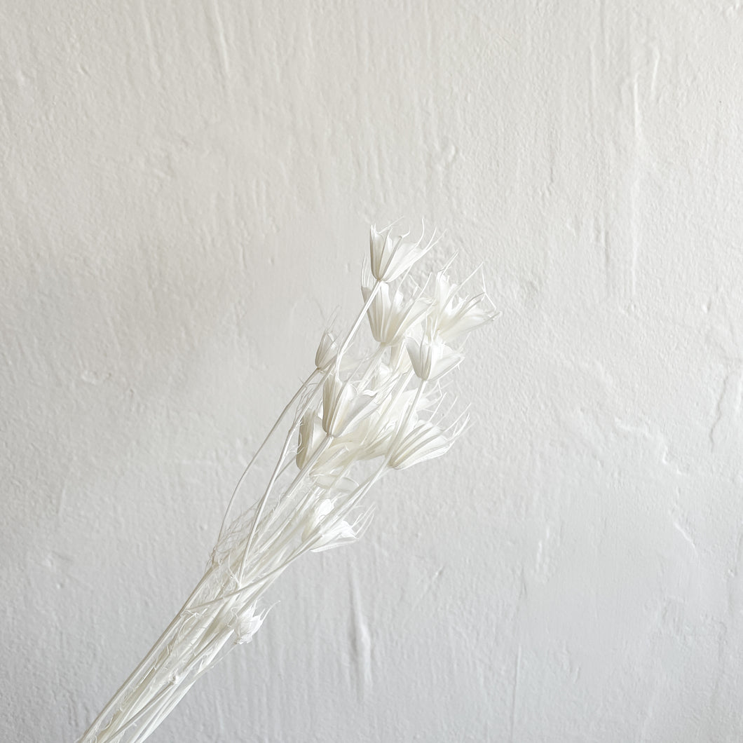 Nigella Flower - White