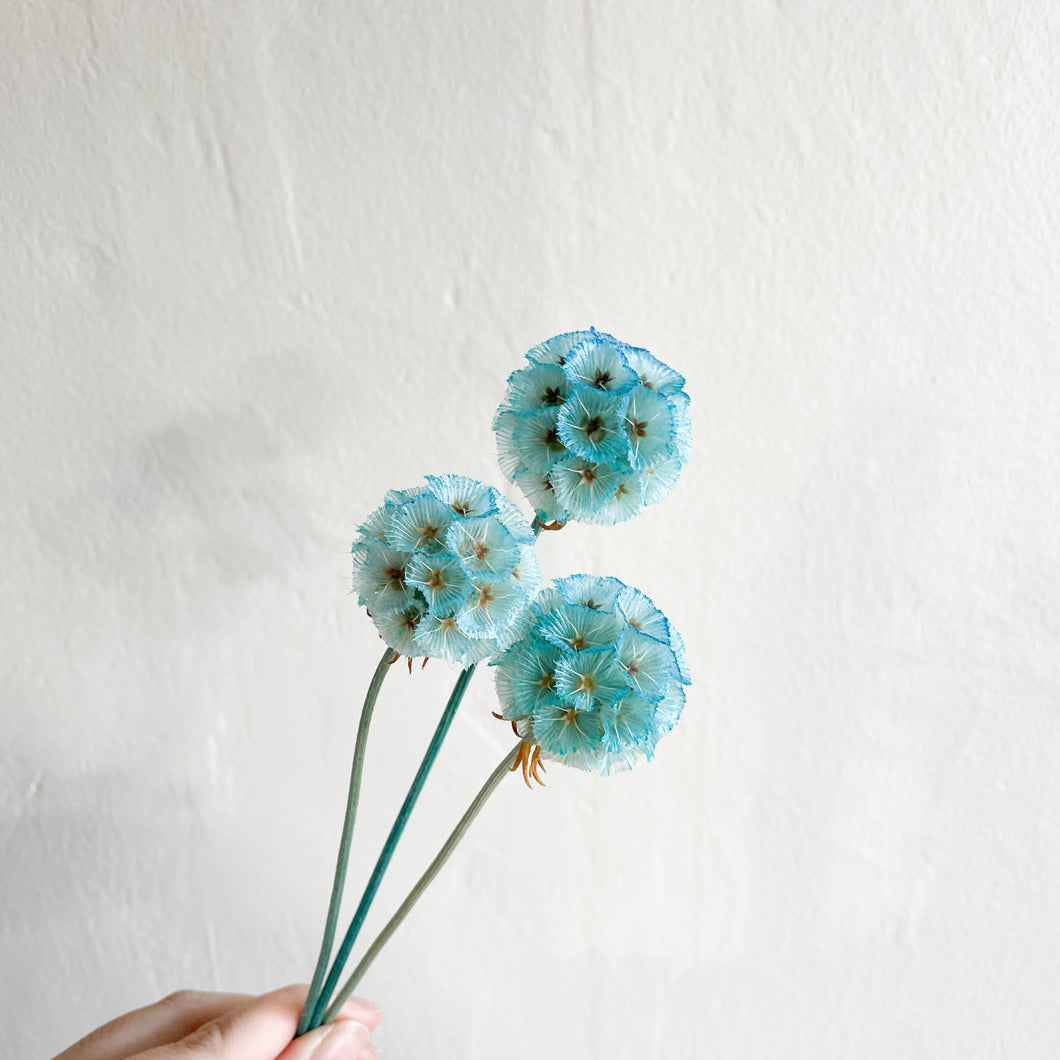 Scabiosa - Blue